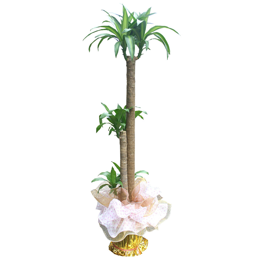 행운목