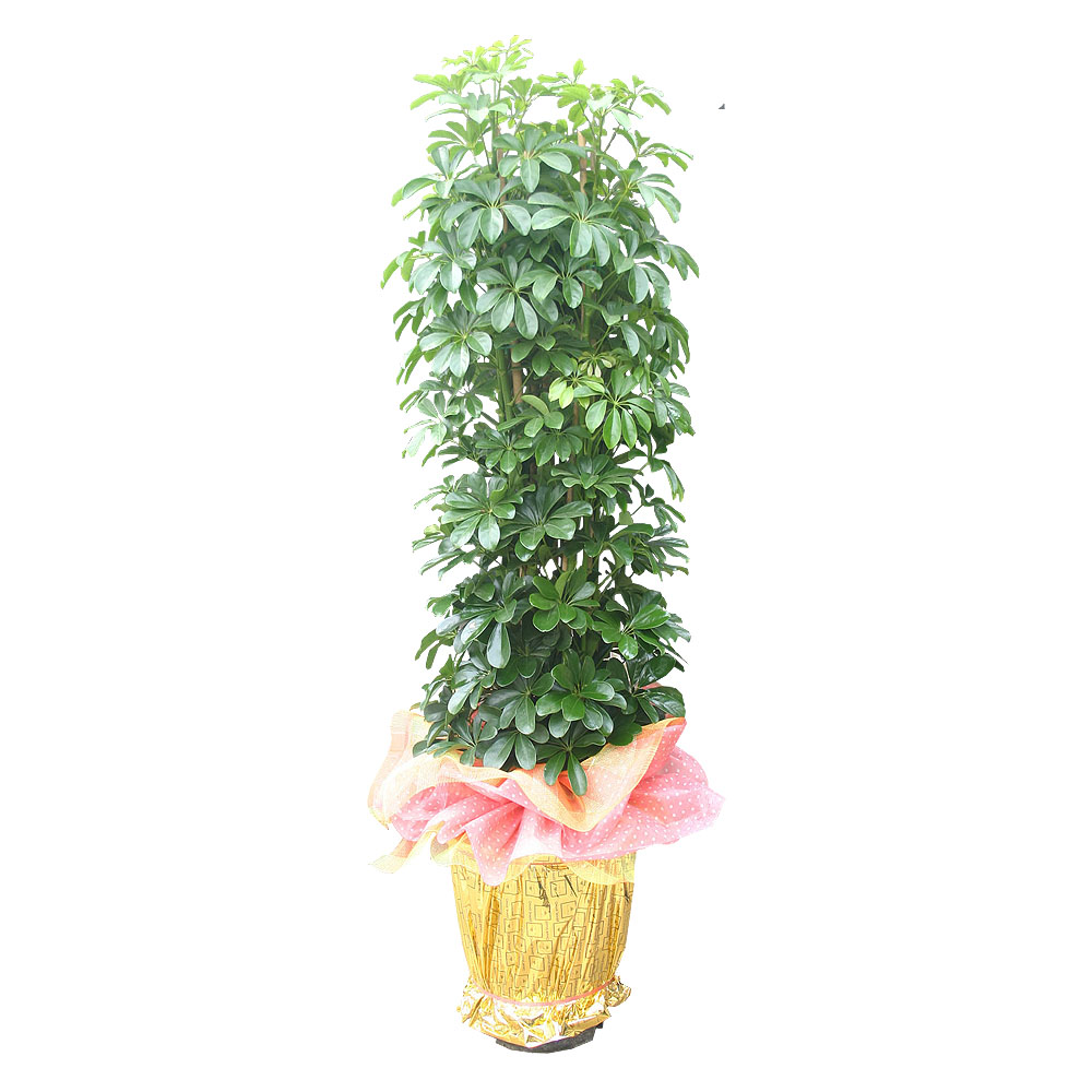 홍콩야자